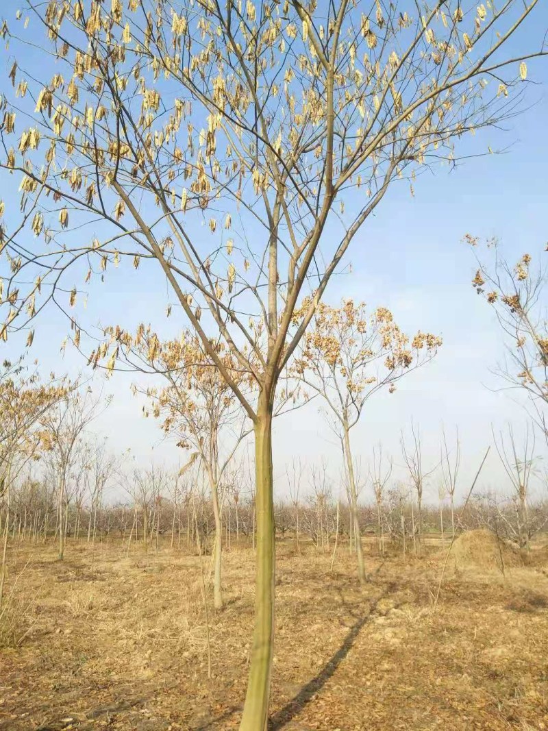 长期供应10----30公分合欢树基地直供，货源充足