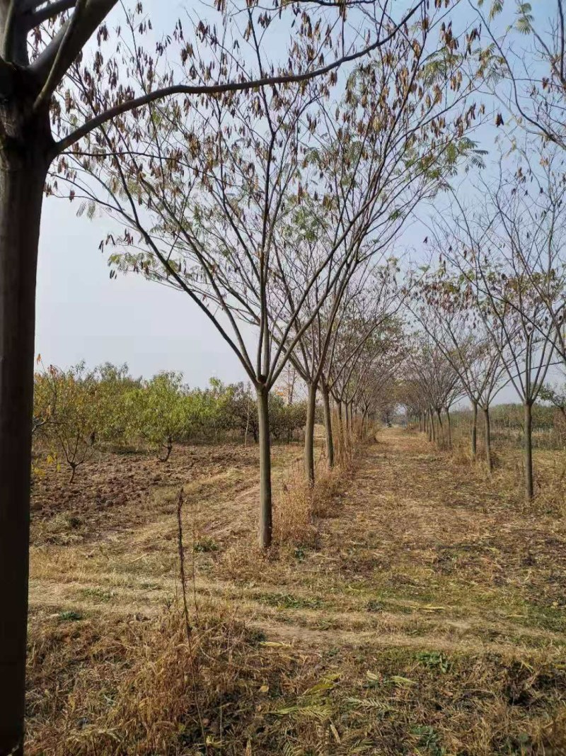 长期供应10----30公分合欢树基地直供，货源充足