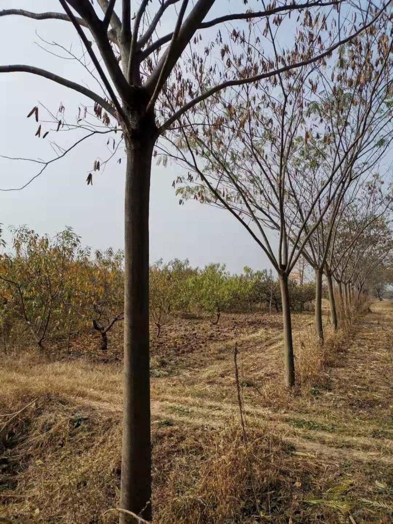 长期供应10----30公分合欢树基地直供，货源充足