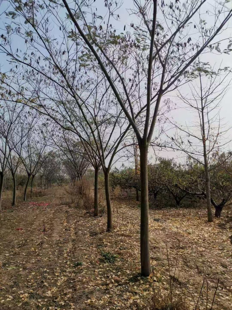 长期供应10----30公分合欢树基地直供，货源充足