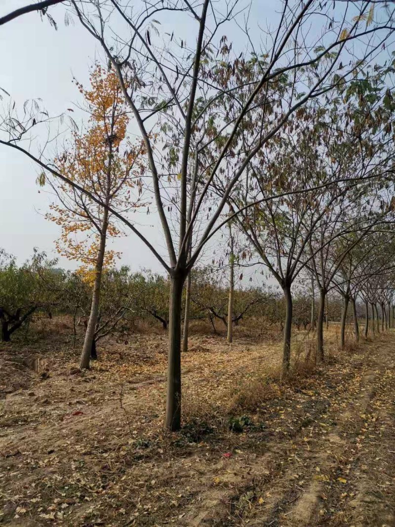 长期供应10----30公分合欢树基地直供，货源充足