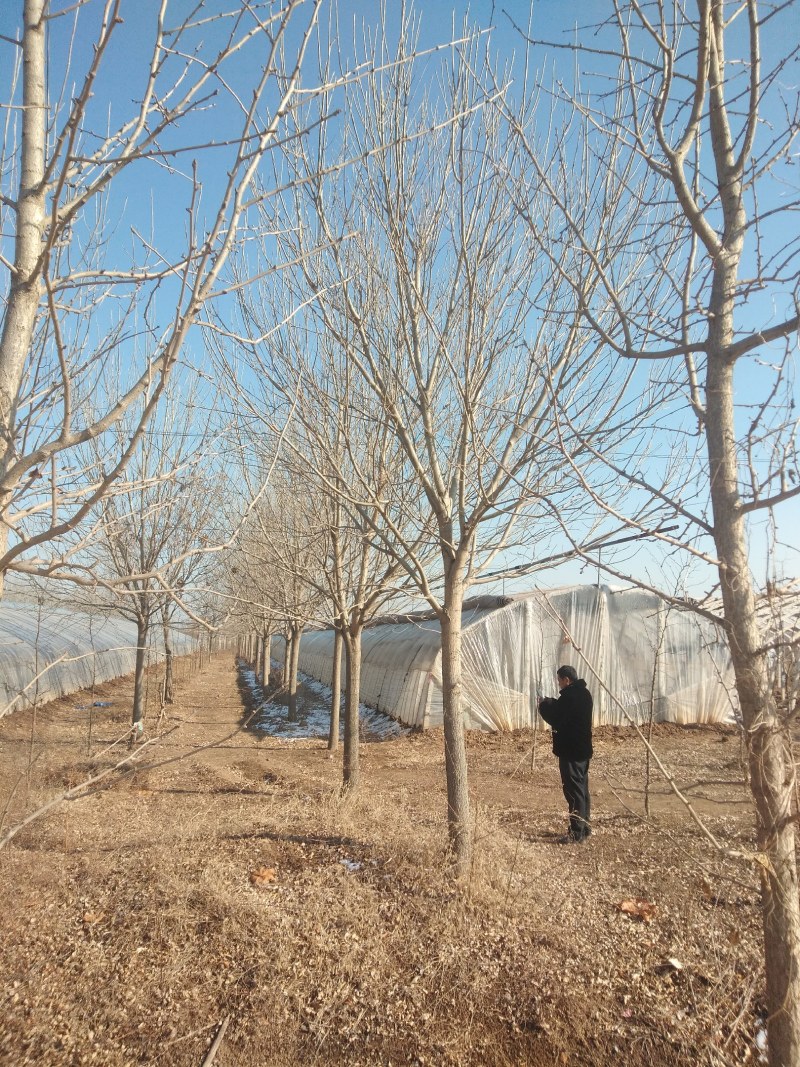 清地处理白蜡树10----30公分有量，