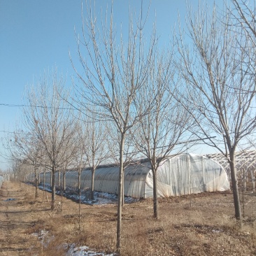 清地处理白蜡树10----30公分有量，