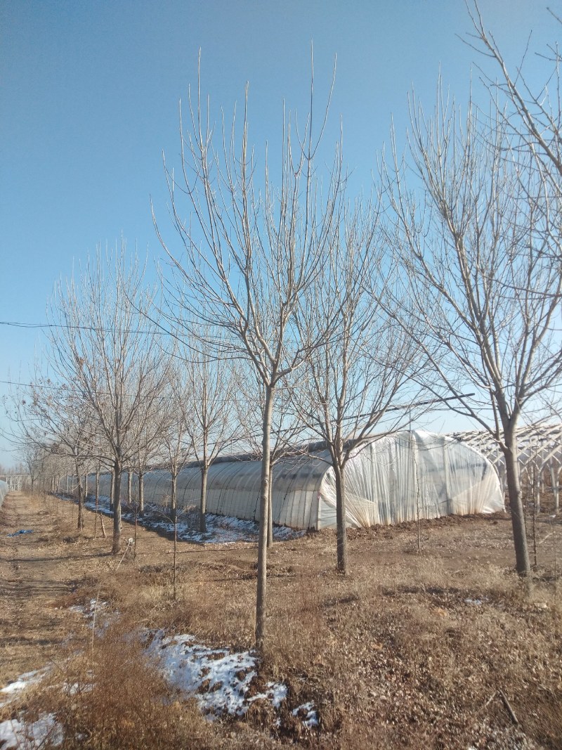 清地处理白蜡树10----30公分有量，