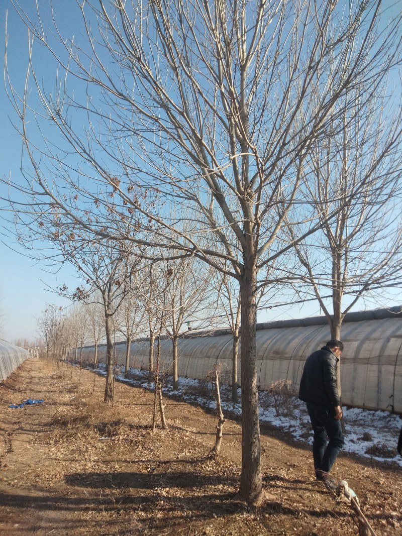 清地处理白蜡树10----30公分有量，