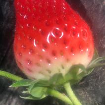 鲜美源草莓种植合作社