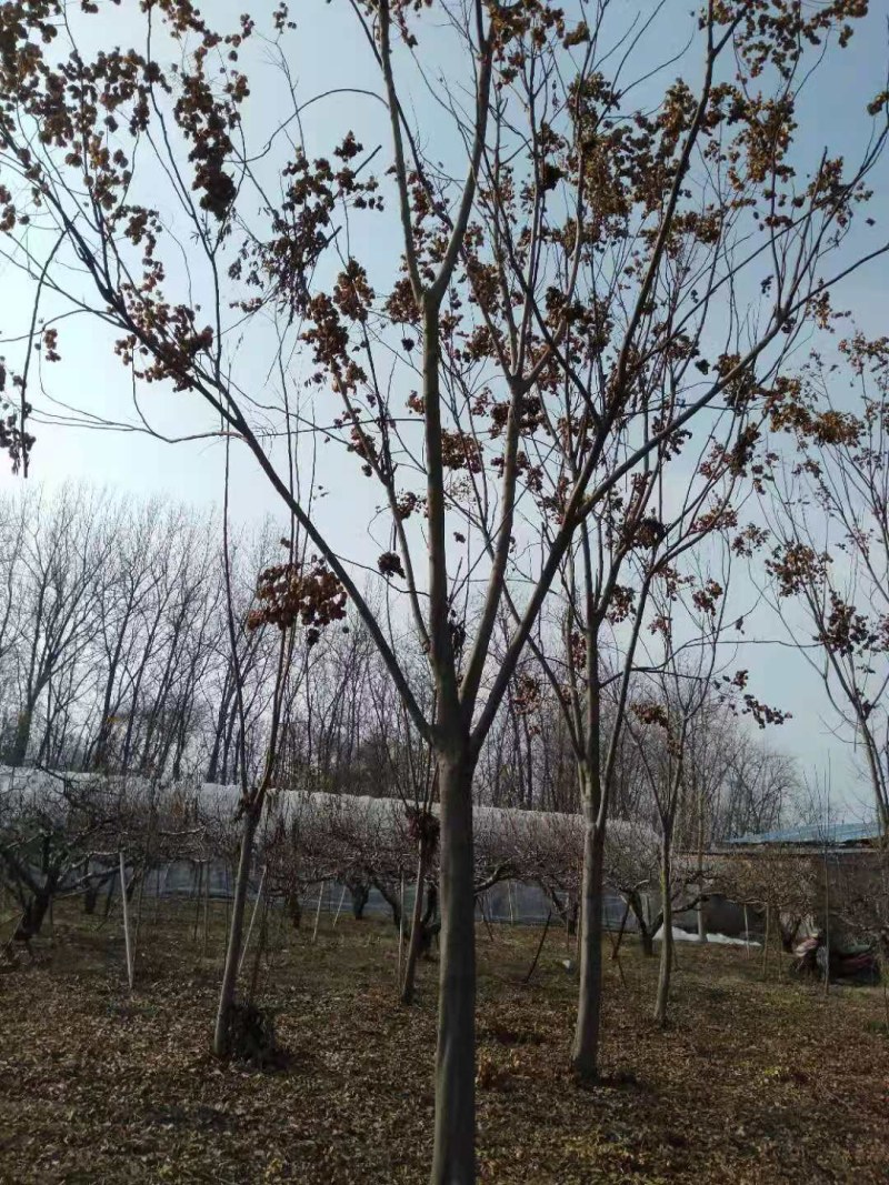 栾树货源充足需要联系