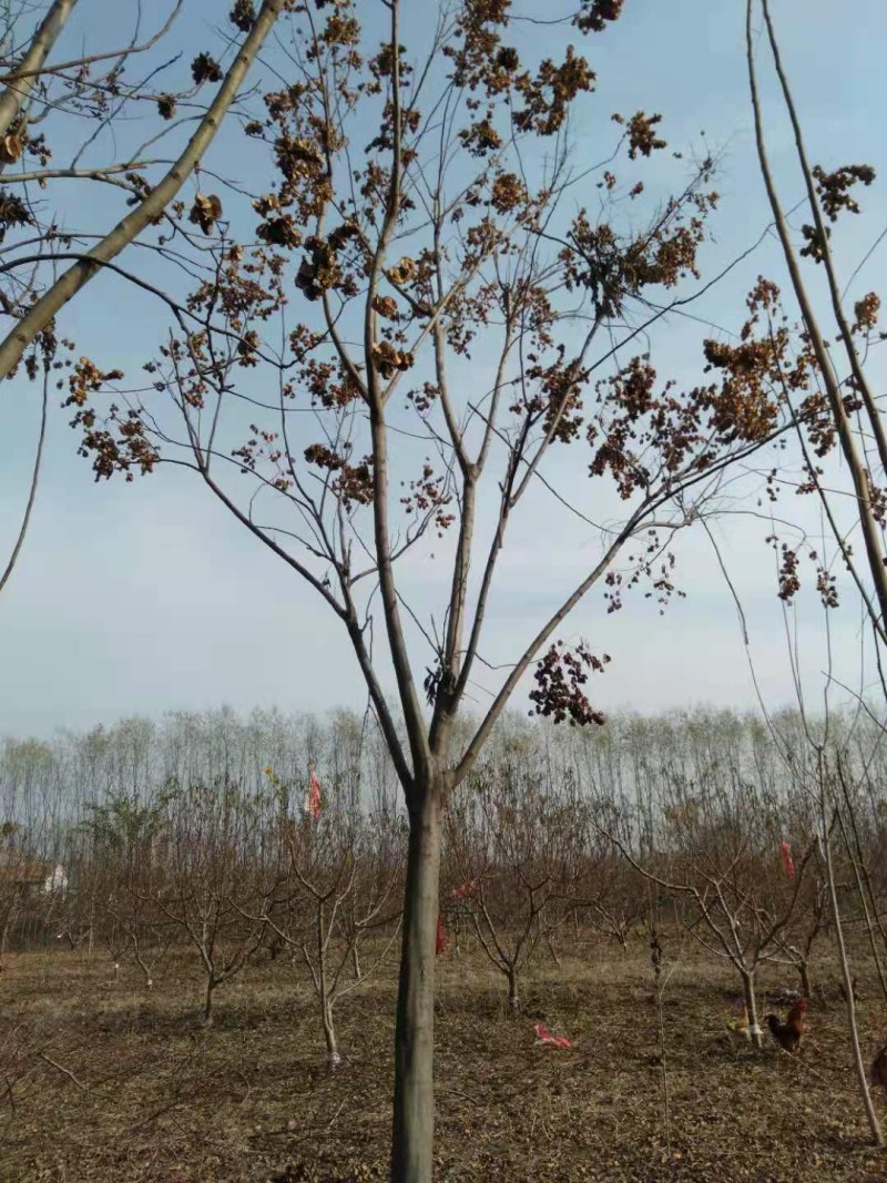 栾树货源充足需要联系