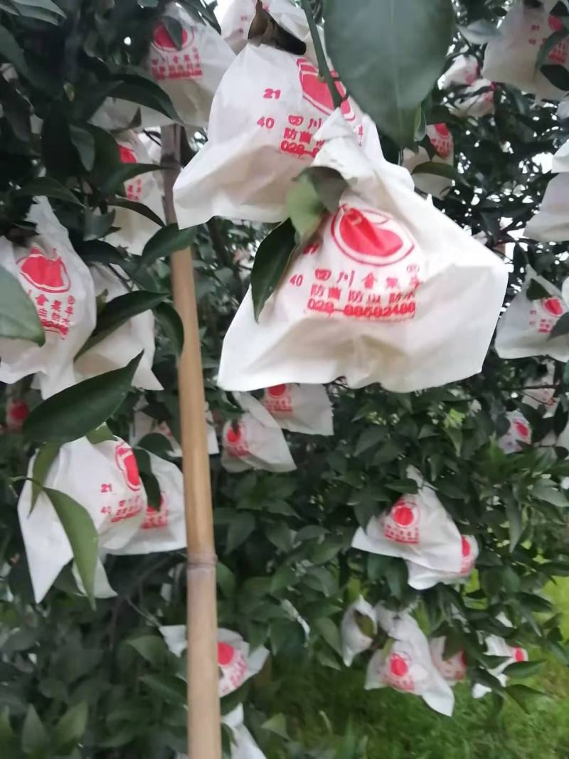 春见，又名，耙耙柑，果面干净，颜色火红，味道甜