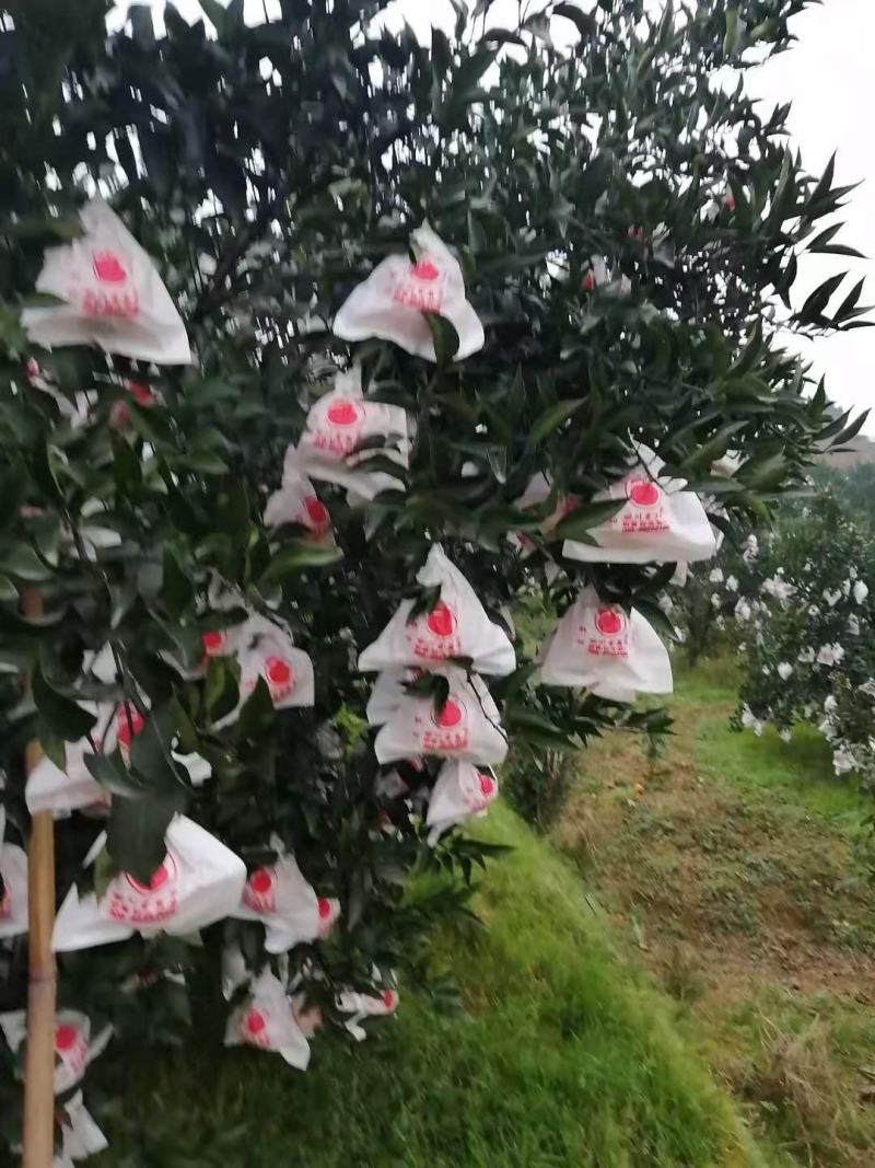 春见，又名，耙耙柑，果面干净，颜色火红，味道甜