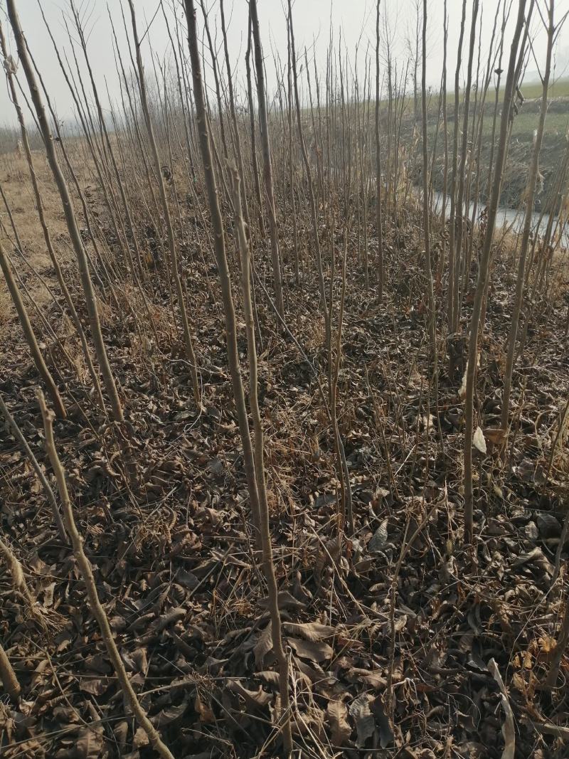 美国山核桃苗，无絮速生杨苗