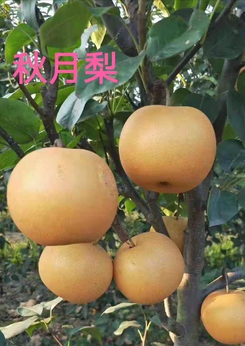 【自己家苗圃二级苗】秋月梨小梨树苗，品种纯真