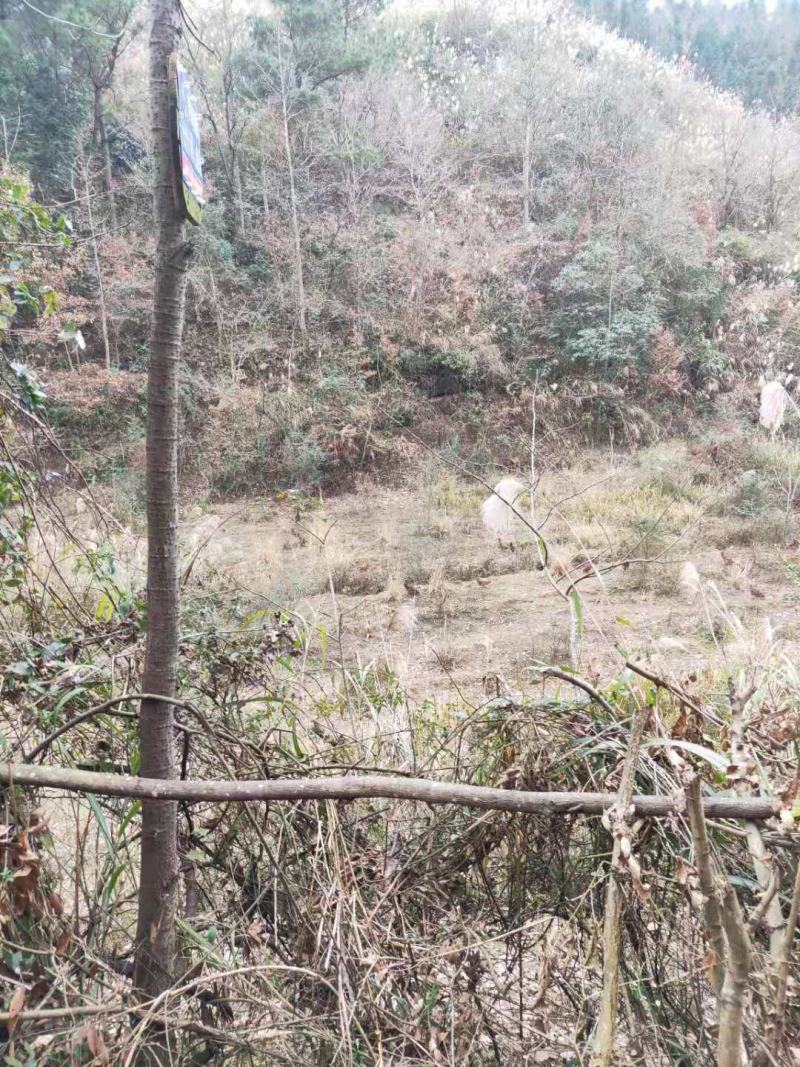 土鸡，跑山鸡，飞鸡，有需要的看过来