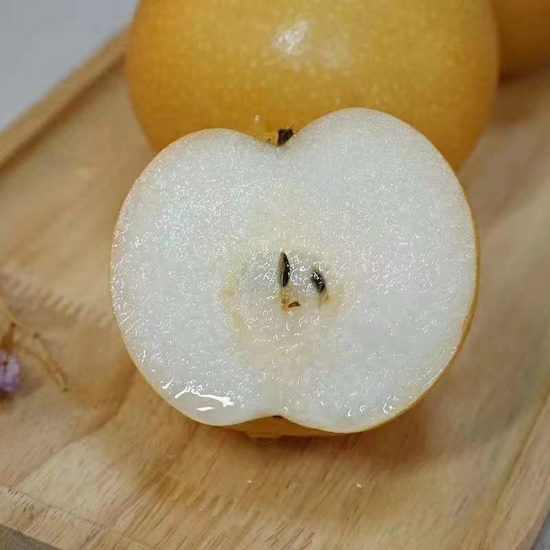 【自己家苗圃二级苗】秋月梨小梨树苗，品种纯真