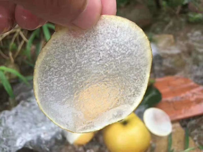 【自己家苗圃二级苗】秋月梨小梨树苗，品种纯真