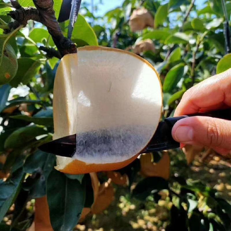 【自己家苗圃二级苗】秋月梨小梨树苗，品种纯真