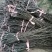 【自己家苗圃二级苗】秋月梨小梨树苗，品种纯真