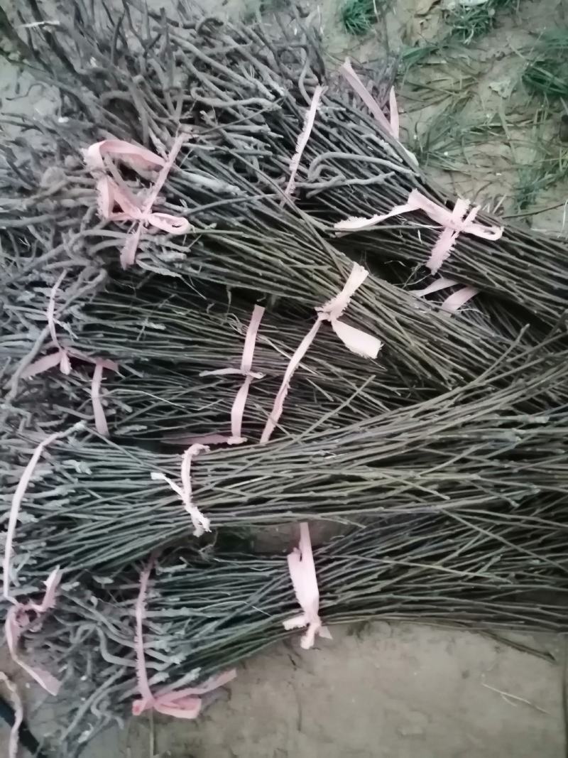 【自己家苗圃二级苗】秋月梨小梨树苗，品种纯真