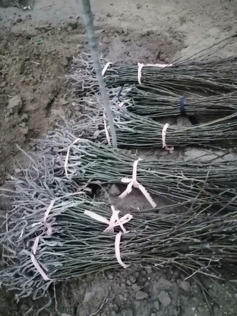 【自己家苗圃二级苗】秋月梨小梨树苗，品种纯真