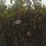【自己家苗圃二级苗】秋月梨小梨树苗，品种纯真