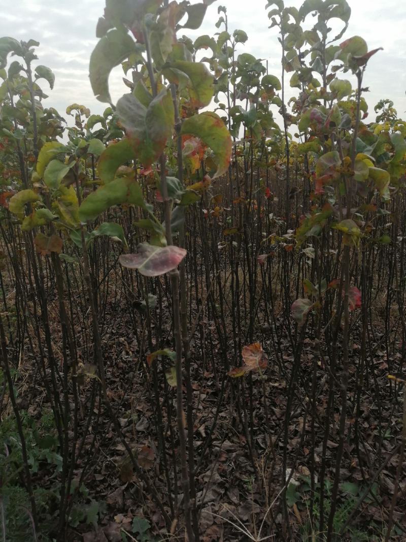 【自己家苗圃二级苗】秋月梨小梨树苗，品种纯真