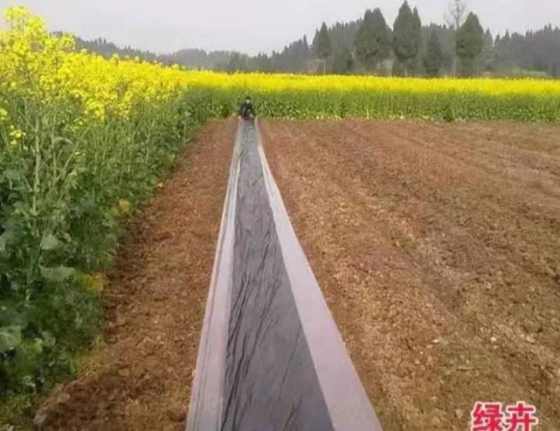 地膜黑地膜白地膜除草保温蔬菜草莓果树苗木用于除草专用膜