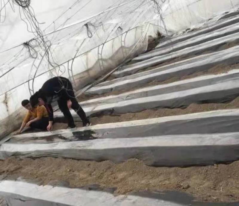 地膜黑地膜白地膜除草保温蔬菜草莓果树苗木用于除草专用膜