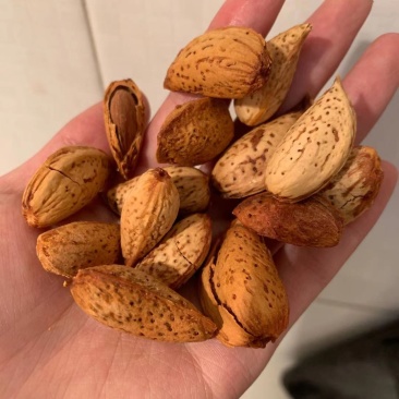 新货巴旦木脆香供货稳定可以批发一件代发