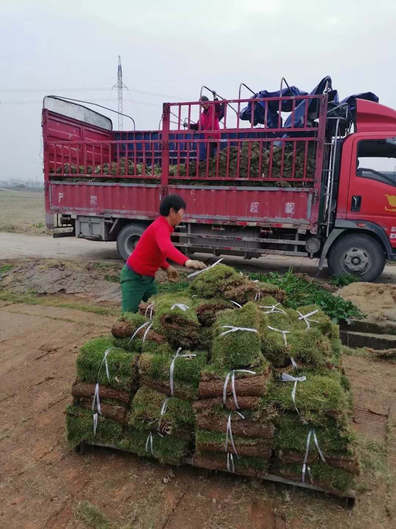 马尼拉草皮，一手货源，绿化工程（小区，公园，高速公路）
