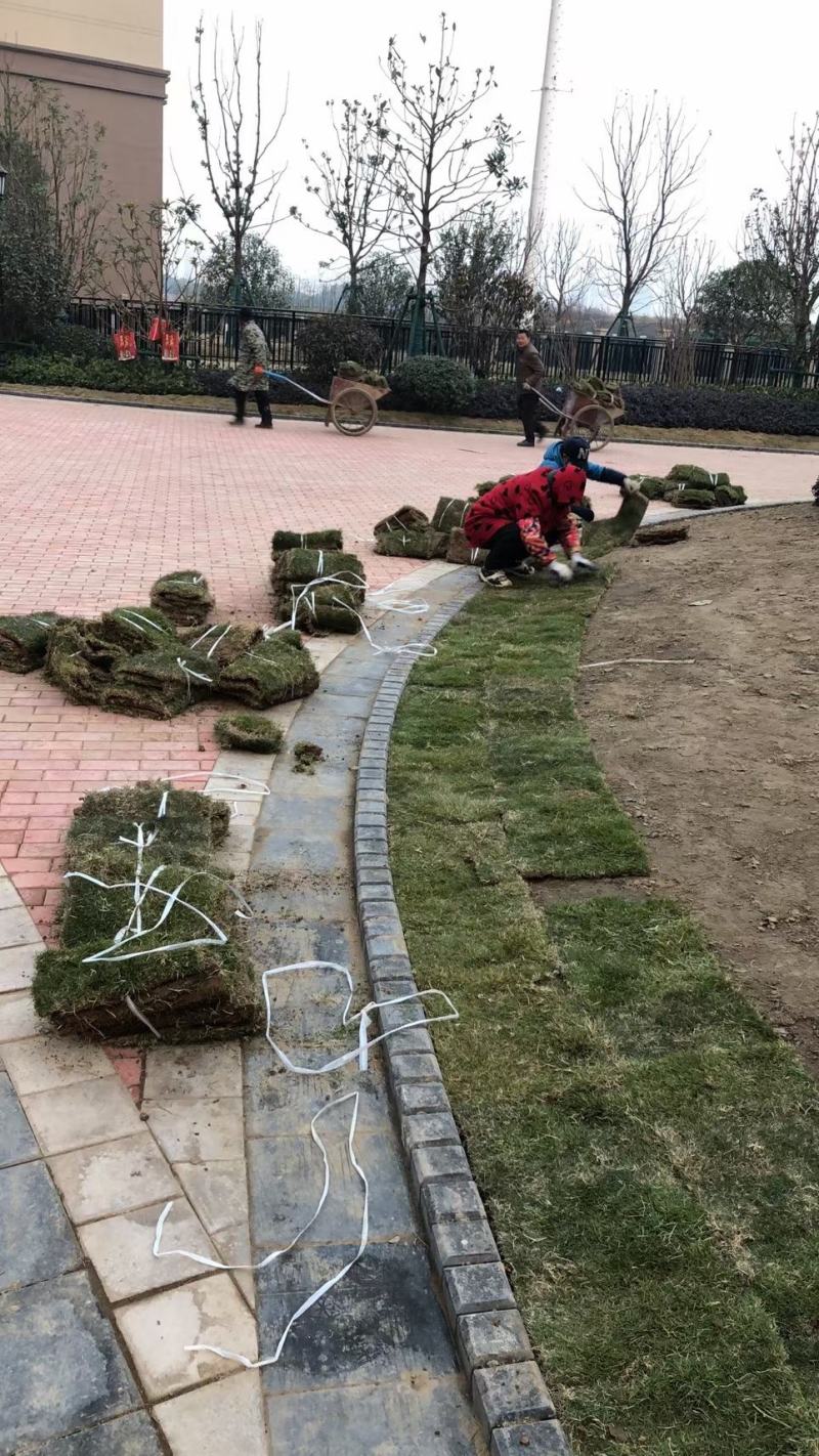 马尼拉草皮，一手货源，绿化工程（小区，公园，高速公路）