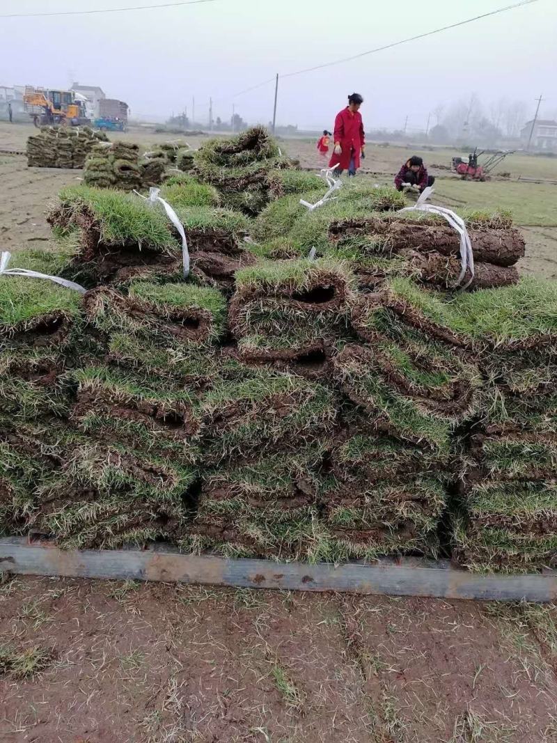 马尼拉草皮，一手货源，绿化工程（小区，公园，高速公路）