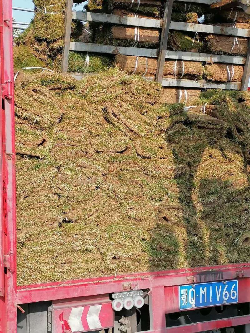 马尼拉草皮，一手货源，绿化工程（小区，公园，高速公路）