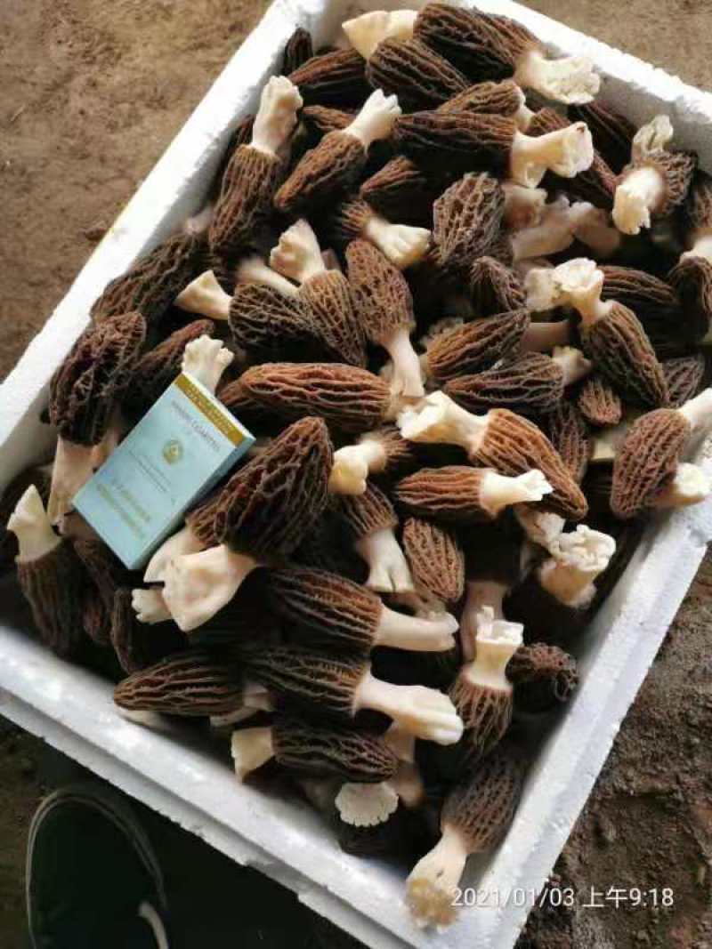 新鲜羊肚菌一公斤顺丰包邮欢迎代理一件代发新鲜菌菇