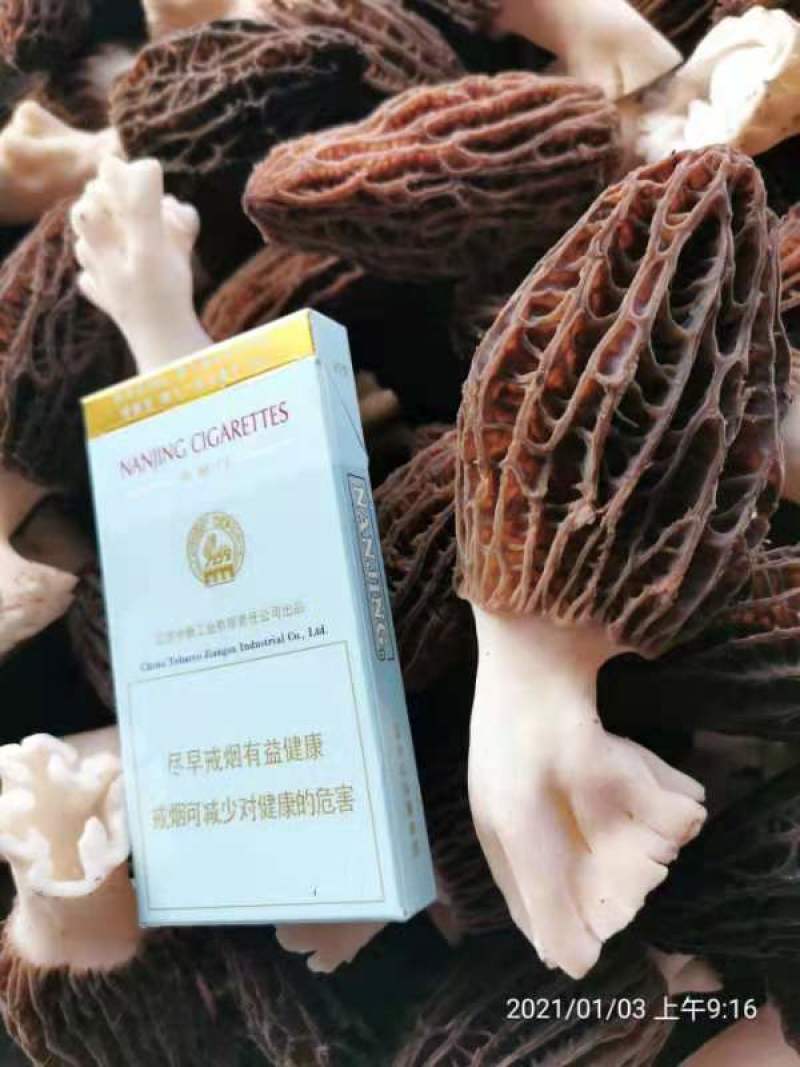 新鲜羊肚菌一公斤顺丰包邮欢迎代理一件代发新鲜菌菇