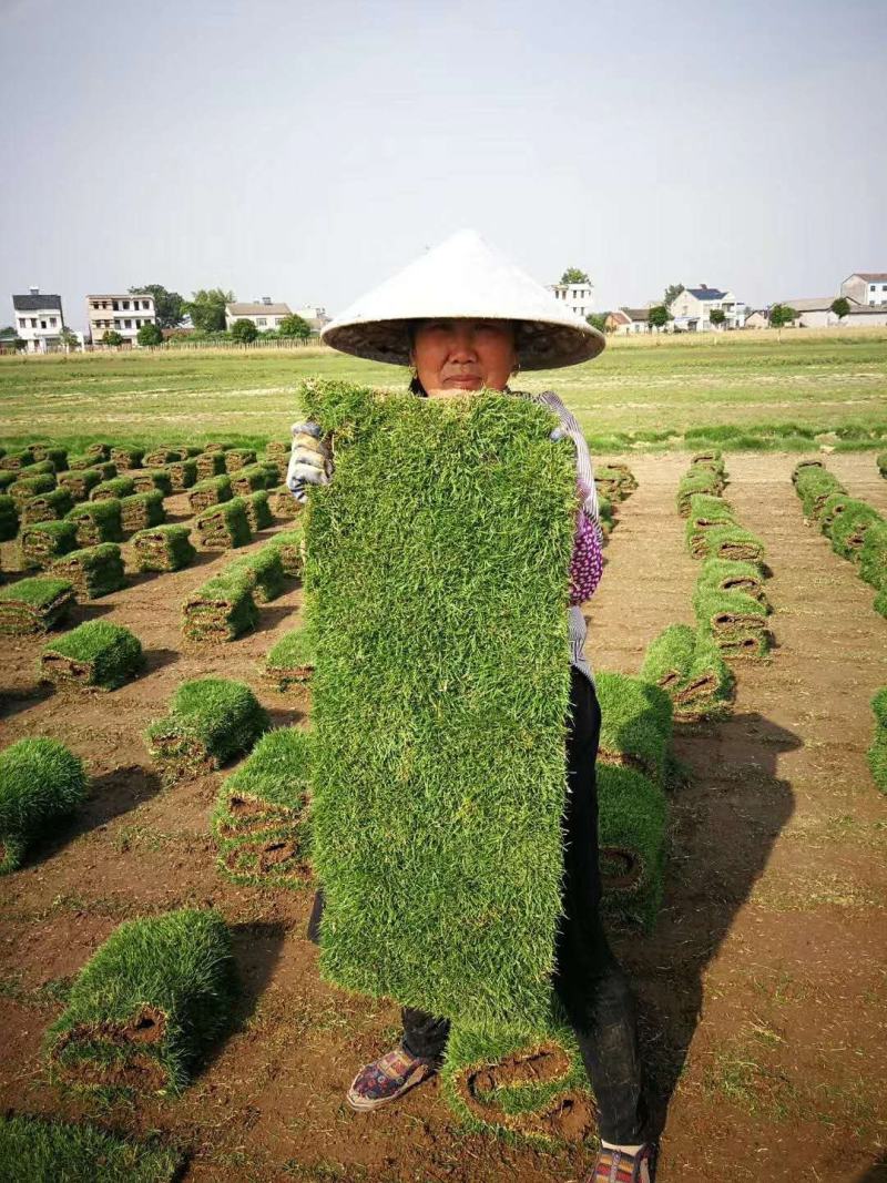 马尼拉草皮，果岭草百慕大，绿化工程必备～一手货源大量供应