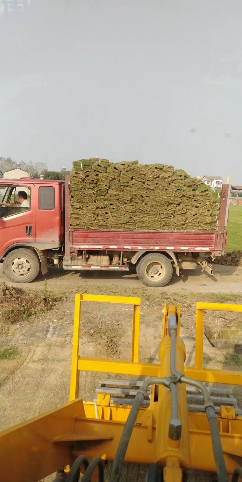 马尼拉草皮，果岭草百慕大，绿化工程必备～一手货源大量供应