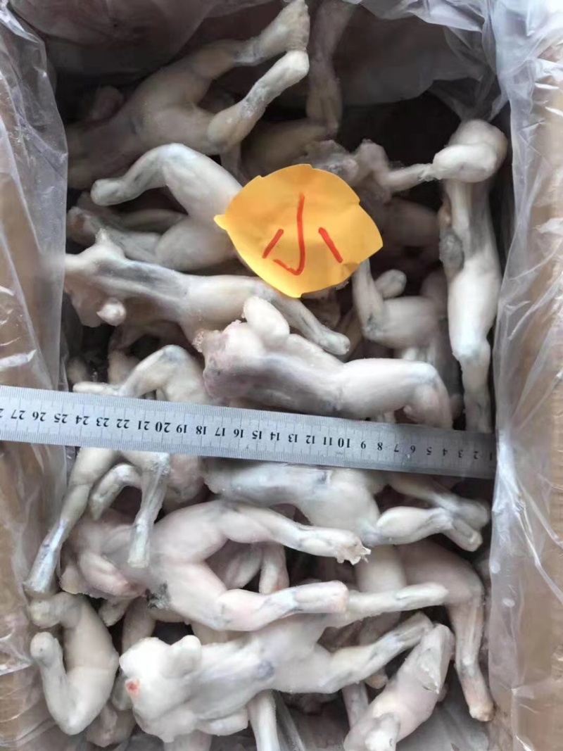 牛蛙鲜活新鲜冻蛙速冻冰鲜个头均匀规格标准质量品质保证