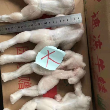 牛蛙鲜活新鲜冻蛙速冻冰鲜个头均匀规格标准质量品质保证