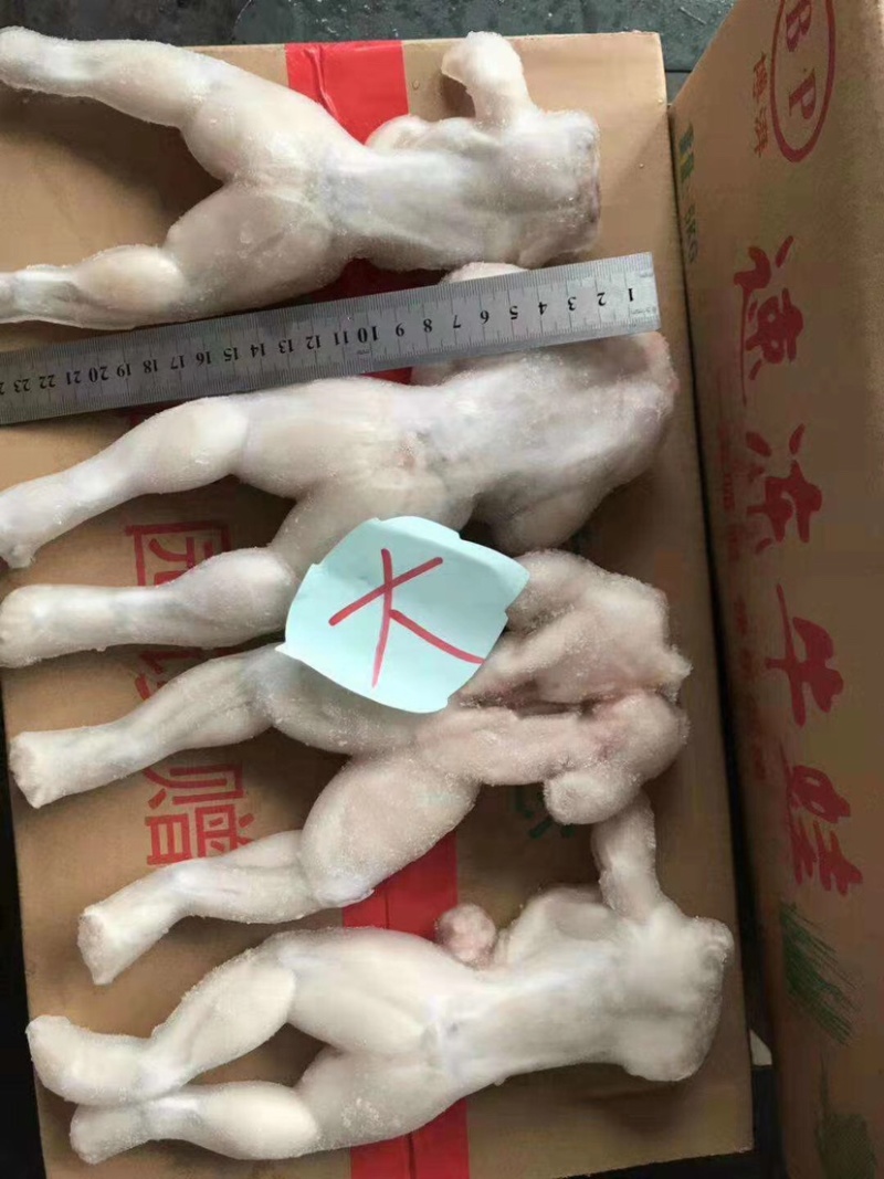 牛蛙鲜活新鲜冻蛙速冻冰鲜个头均匀规格标准质量品质保证