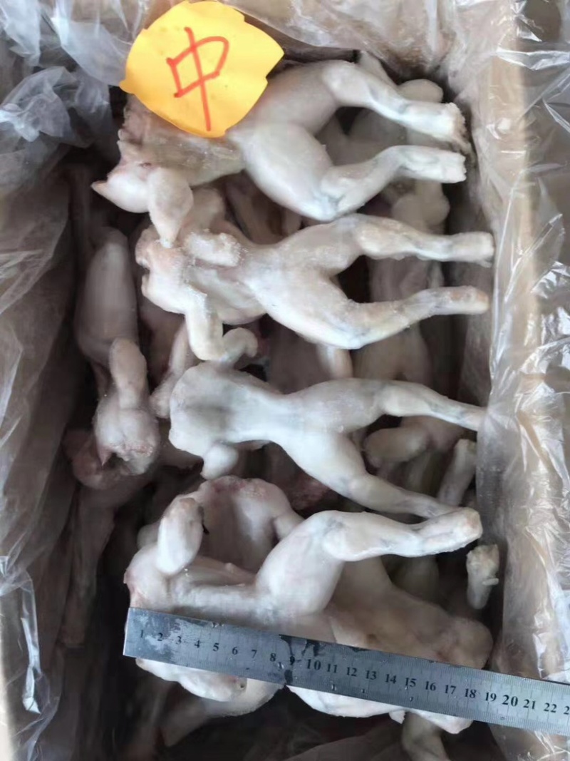 牛蛙鲜活新鲜冻蛙速冻冰鲜个头均匀规格标准质量品质保证