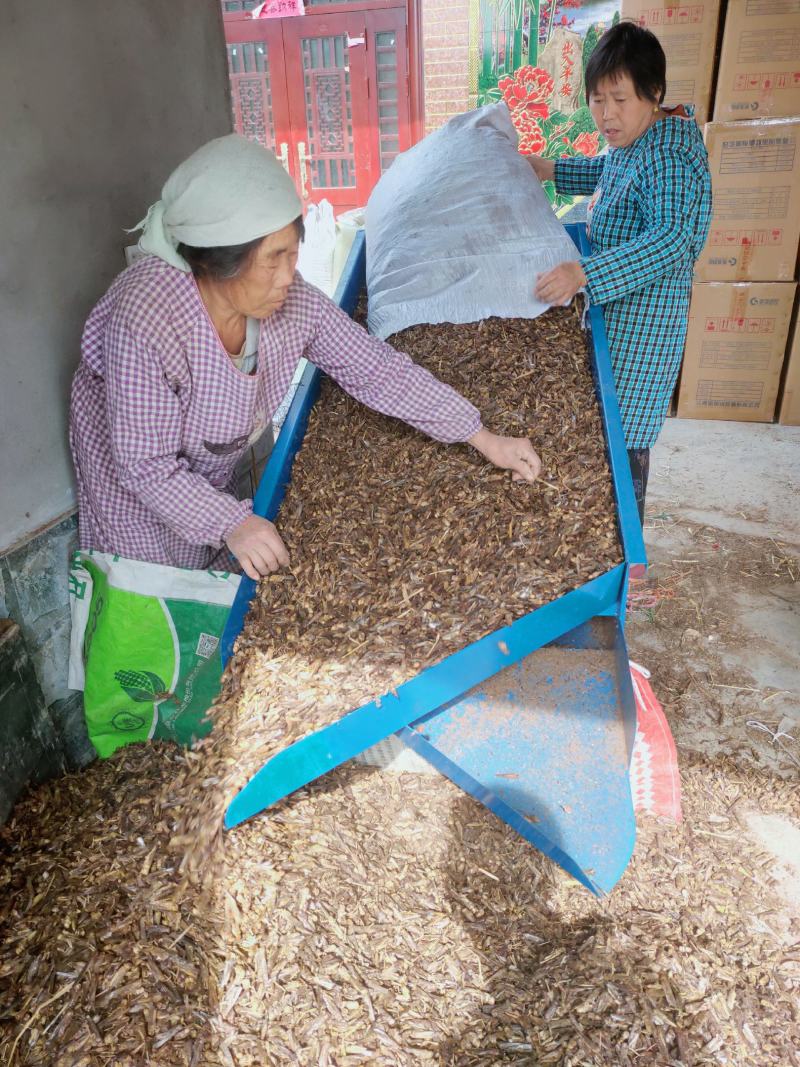 蚂蚱干东亚飞蝗干蝗虫干稻蝗干大量批发廉零售