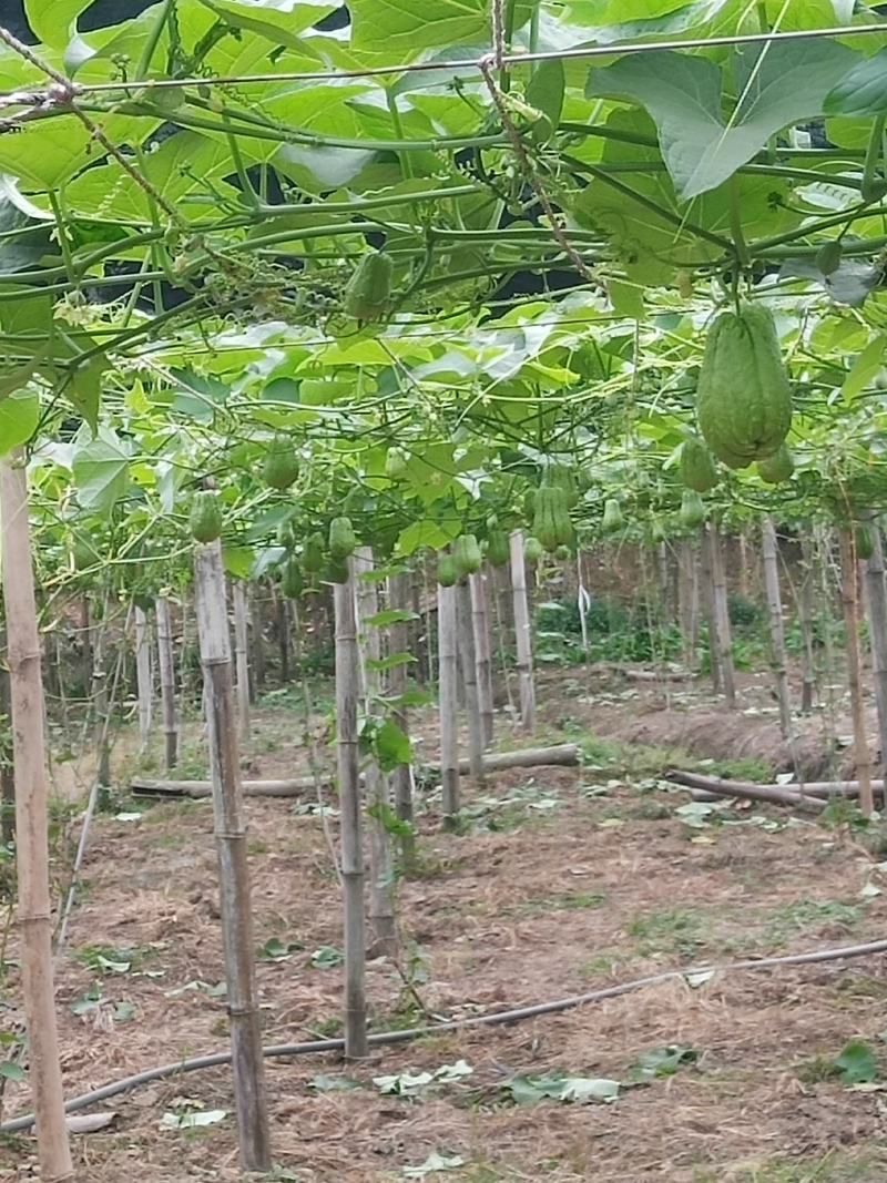 云南河口越南瓜反季节佛手瓜
