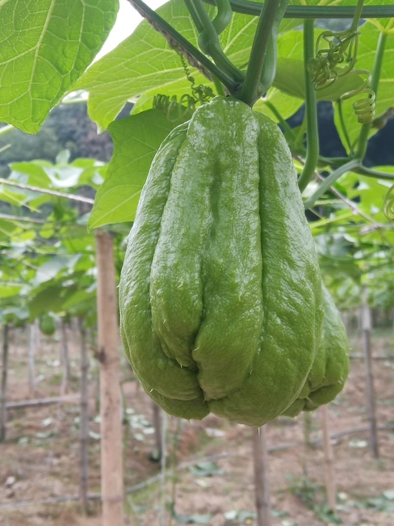 云南河口越南瓜反季节佛手瓜