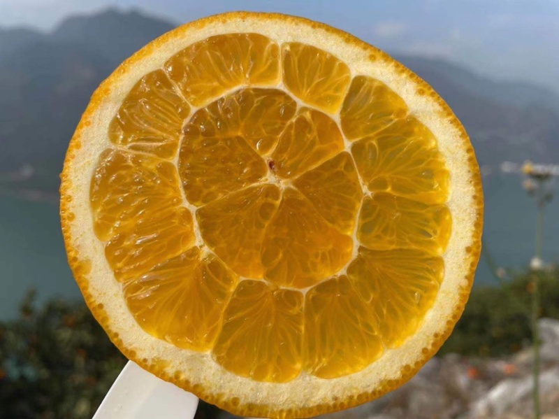 秭归冬橙纽荷尔长虹甜橙精品果