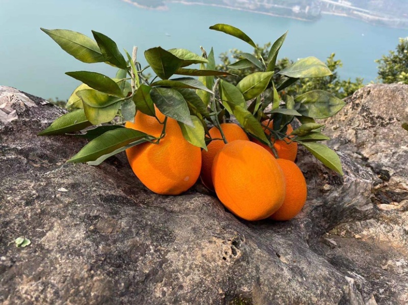 秭归冬橙纽荷尔长虹甜橙精品果