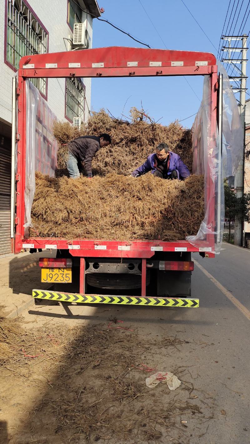 猕猴桃排栽苗，一年生猕猴桃苗
