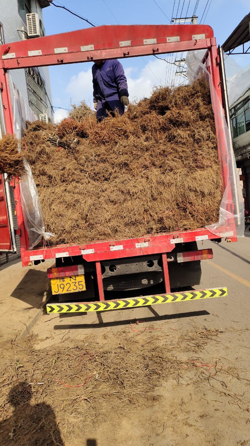 猕猴桃排栽苗，一年生猕猴桃苗