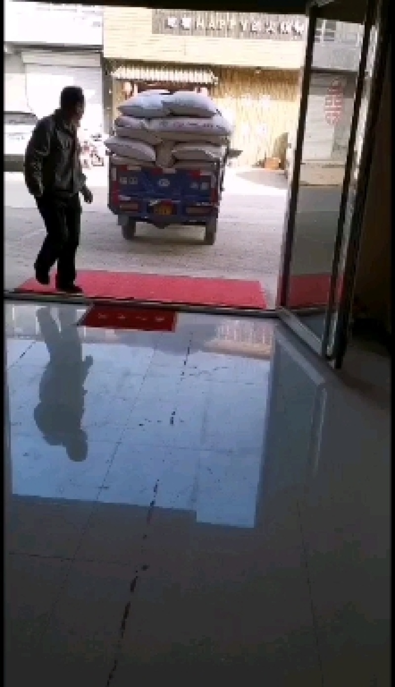 青檀树种子。必须是新鲜的青檀种子才有芽率。良心商家不坑农