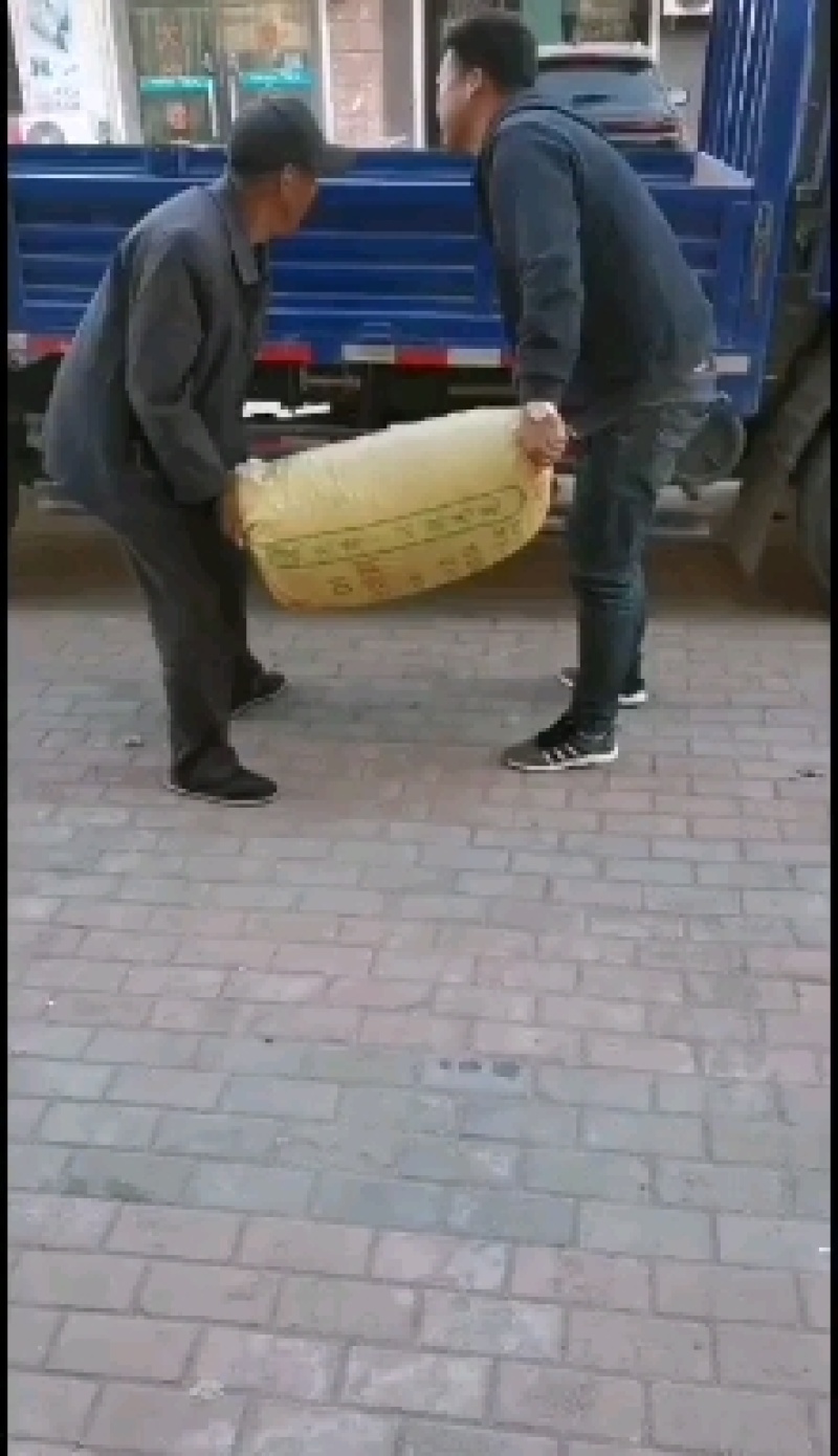 青檀树种子。必须是新鲜的青檀种子才有芽率。良心商家不坑农