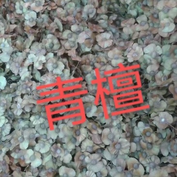 青檀树种子。必须是新鲜的青檀种子才有芽率。良心商家不坑农